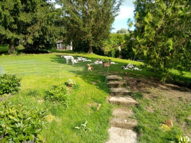 die Ungarische Rasselband, jetzt wieder in Deutschland