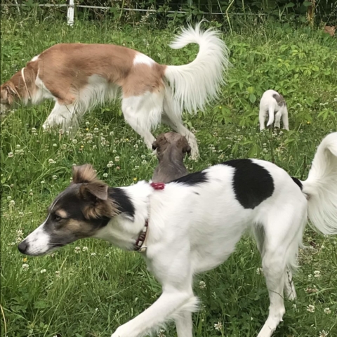 der große Beschützer Clooney