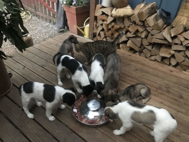 Katze kann auch.....muss aber nicht