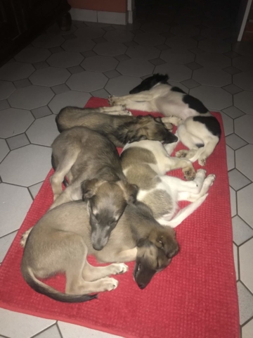 .....und ein Hundeteppich