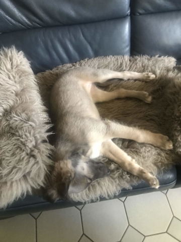 Jette ist die erste, die es aufs Sofa schafft