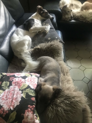 .....wie die großen