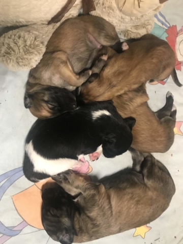 Pina Hazel Ajani Fleuer Annie