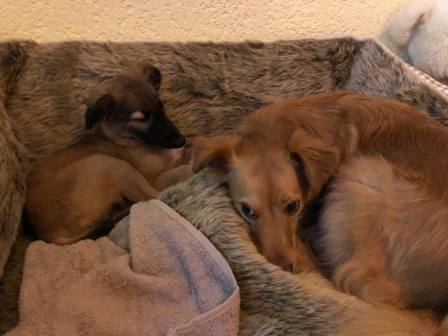 Probekuscheln mit Toffee