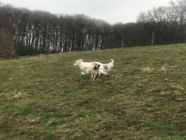 Mutter Ava und Hazel der Abschiedslauf