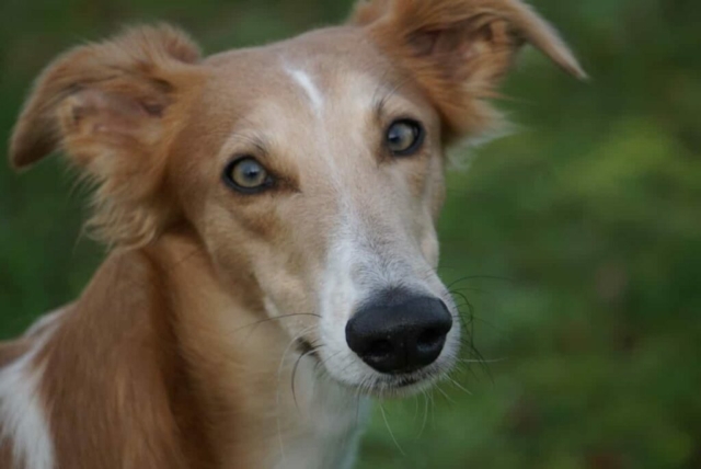 dicke Nase, schöne Augen