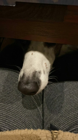 ich glaube das ist eine Bill Nase