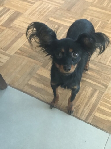 neue Züchtung Großohrminisilken