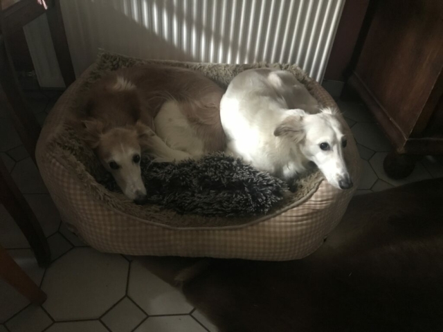 Mutter und Sohn in einem Korb, gaaaanz selten