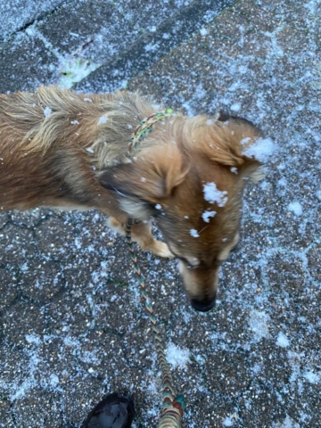 Suri im ersten Schnee