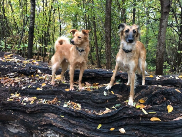 Fräulein Palina und Toffee