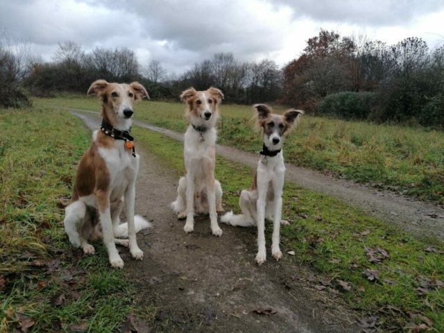 die drei Leverkusener