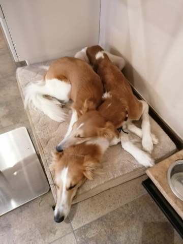 die Halbbrüder Miko und Yari