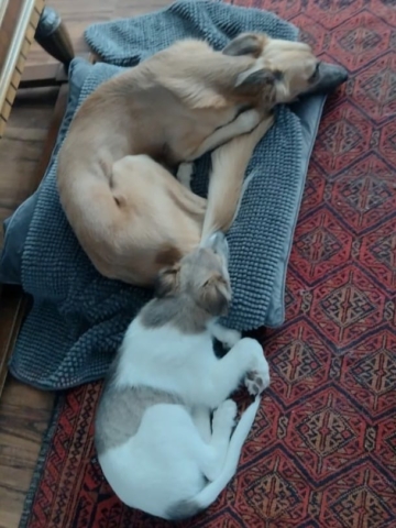 und sich an den neuen Maxwell Freund ran machen