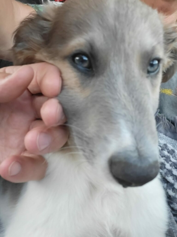 die Reise zu Anfang nicht so toll