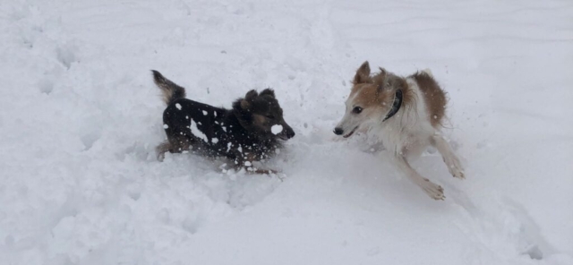 Murphy und Linus haben auch Spaß im Schnee