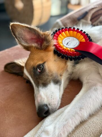 für jüngsten Rennen gab es noch eine dicke Schleife, gestiftet von der IG Windsprite
