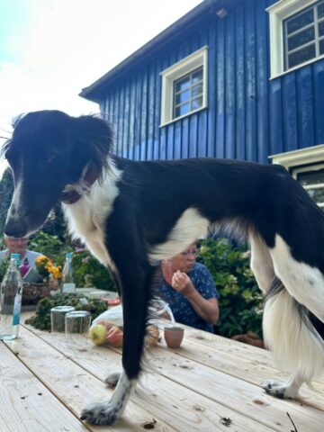 Aufbau fertig, Hund steht auf dem Tisch