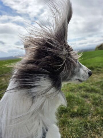 Mick bei Sturm