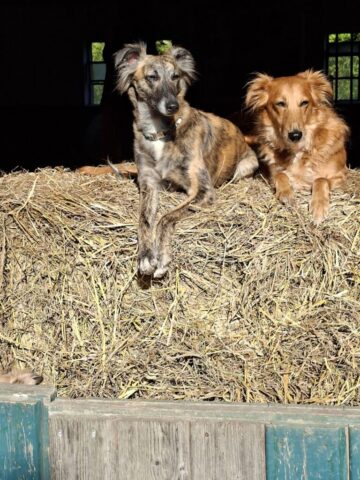 meine Wächter Wilma und Hedda