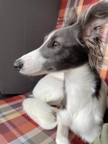 Nala