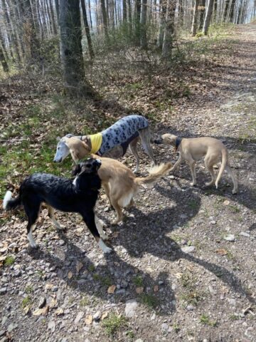 den Hunden ist es egal