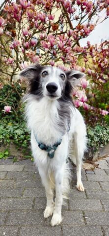 Mick bei schönem Wetter