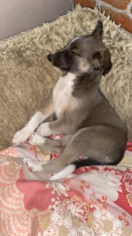 so wird als Windhund geschlafen