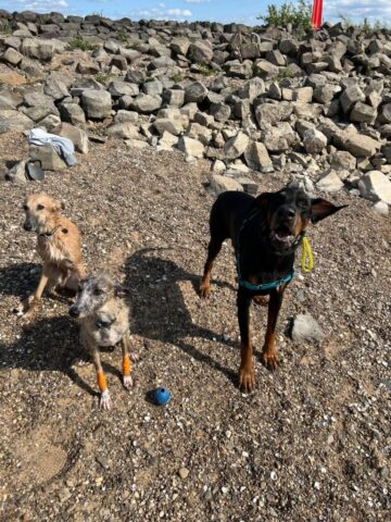 noch mehr Urlaub, Pepper und seine Freunde