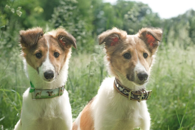 Backcross Geschwister Silken x Sheltie