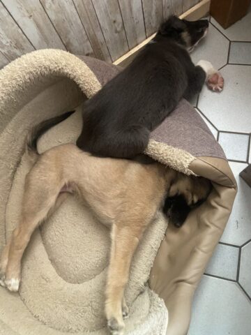bei mir Welpe sein ist sooooo anstrengend