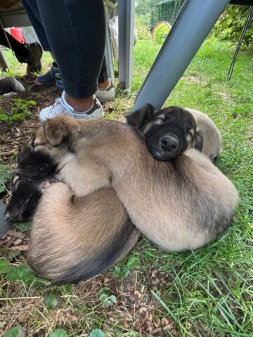 Hundeknoten