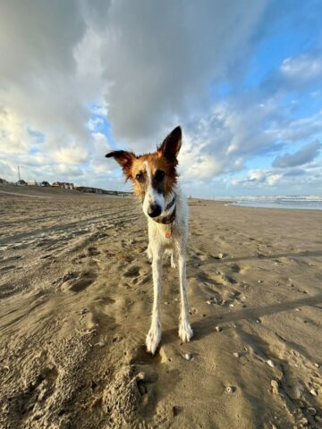 ein Seehund