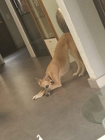 Yogahund