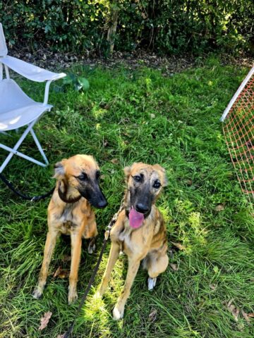 Daya und Frieda