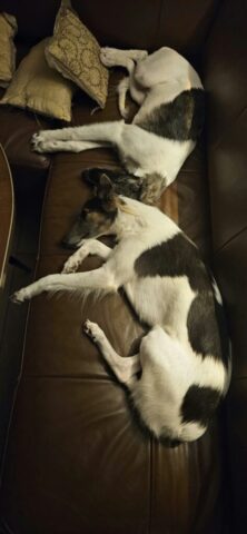 Ajala und Lino