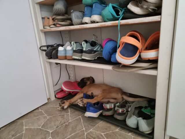 ausgezogene Hundekinder....wo die so schlafen müssen