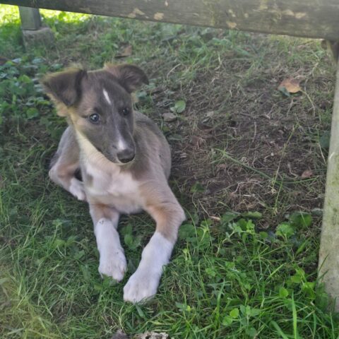 noch mehr Hundekinder