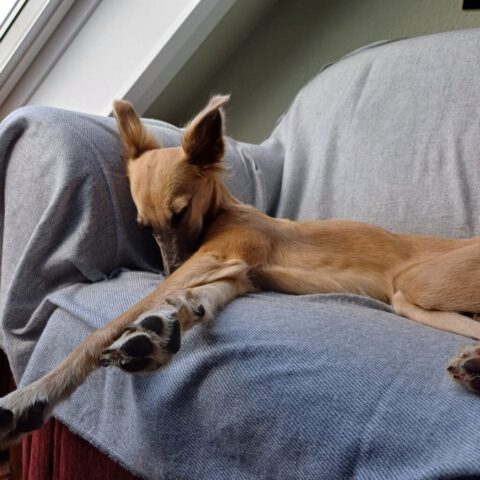 müdes Hundekind