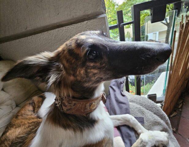 das ist mal eine Nase